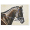 Dark Brown Bay Trakehner Dressage Horse