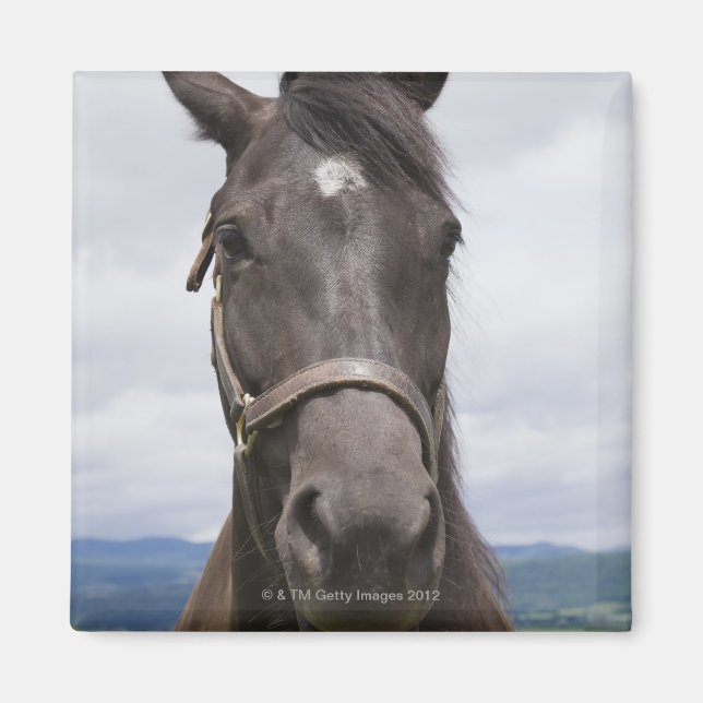 Dark Brown Horse Magnet (Front)