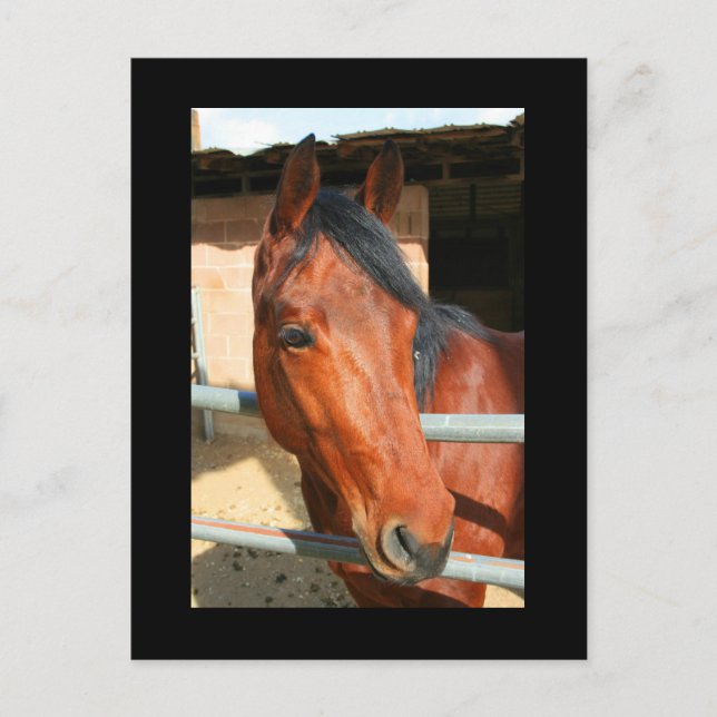 Dark Brown Horse Postcard (Front)