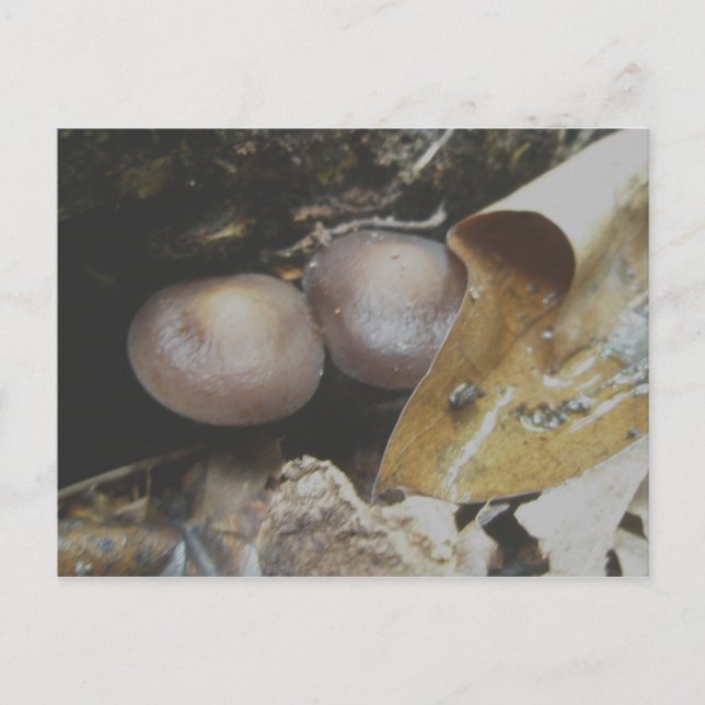 Dark Brown Pair Mushrooms Postcard (Front)