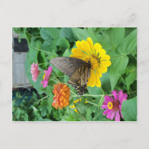 Dark Butterfly 1 Postcard