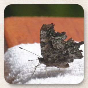 Dark Camouflage Butterfly Coaster