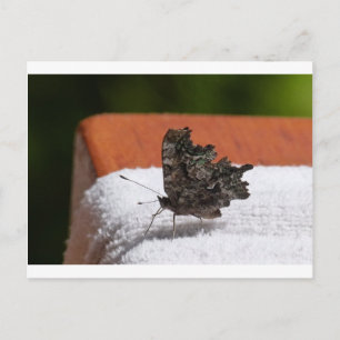 Dark Camouflage Butterfly Postcard