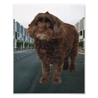 Dark Chocolate Cockapoo Poster #2