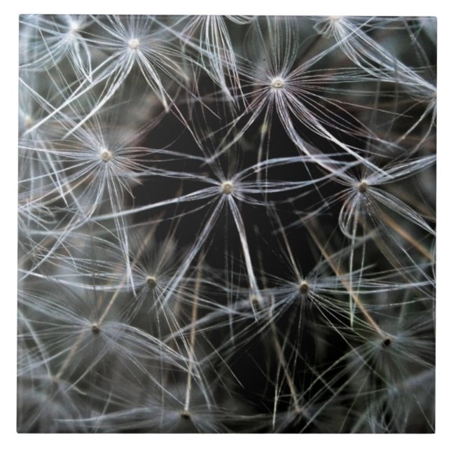 Dark Dandelion Ceramic Tile (Front)
