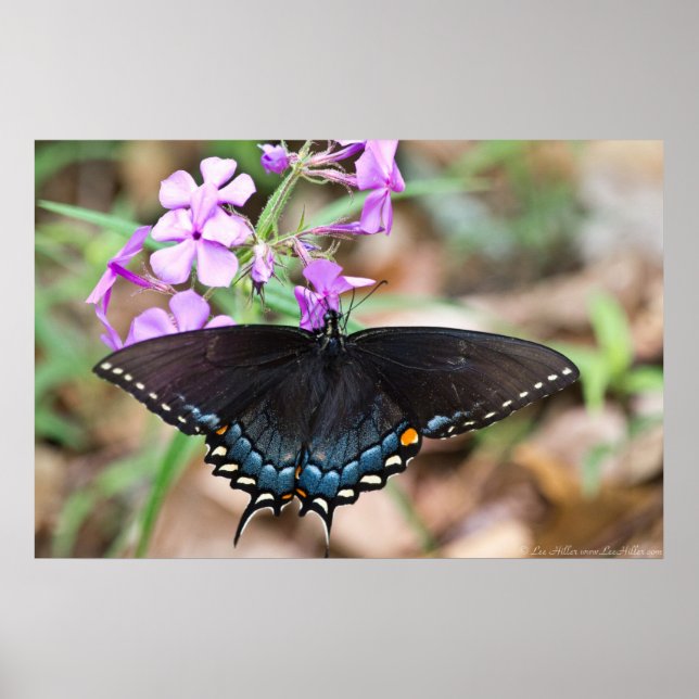 Dark Eastern Tiger Swallowtail Wildflowers Poster (Front)