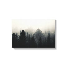 Dark Evergreens In White Fog