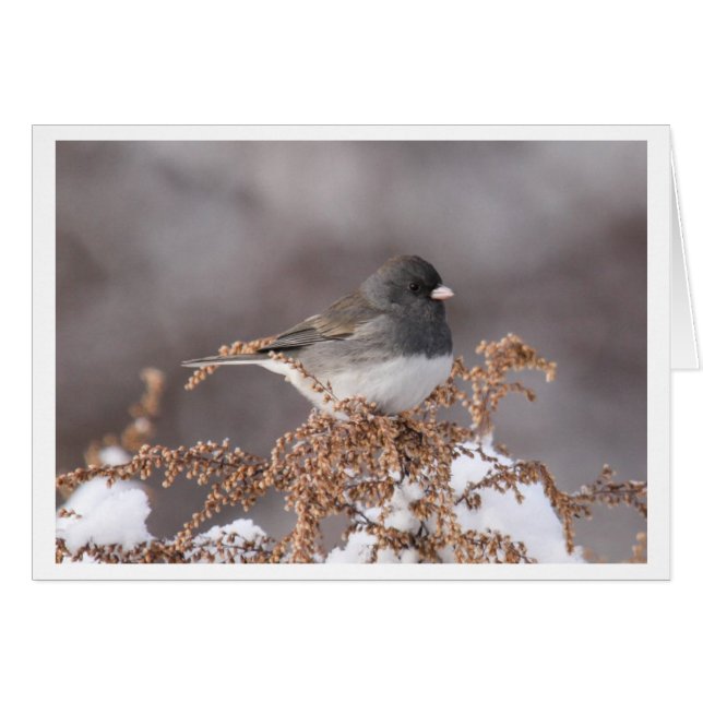 Dark-eyed Junco (Front Horizontal)