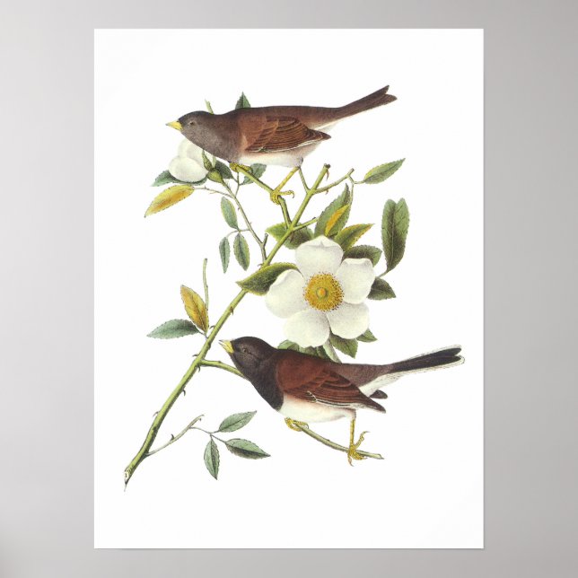 Dark-eyed Junco by Audubon Poster (Front)