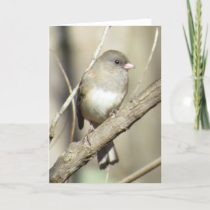 Dark-eyed Junco Greeting Card