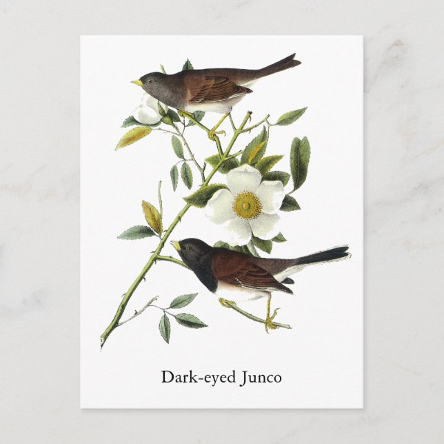 Dark-eyed Junco - John James Audubon Postcard (Front)