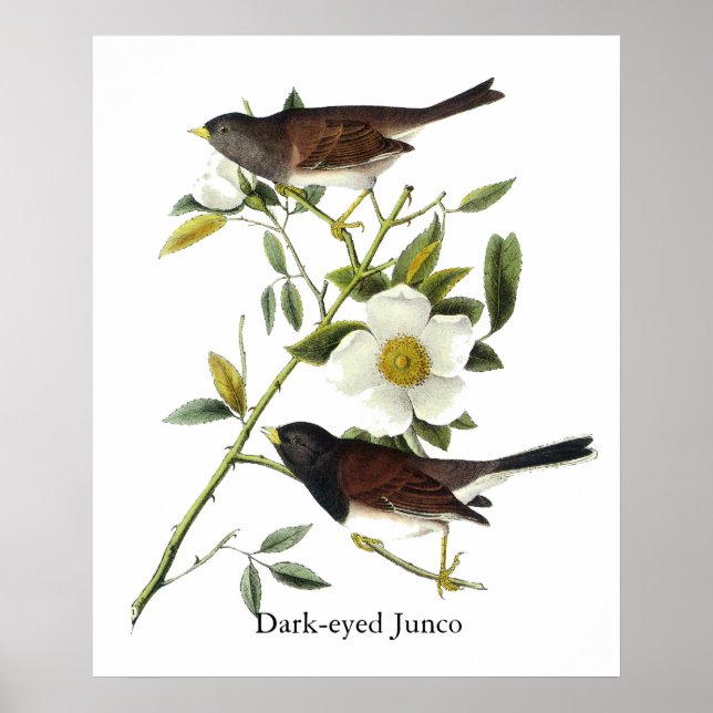 Dark-eyed Junco - John James Audubon Poster (Front)