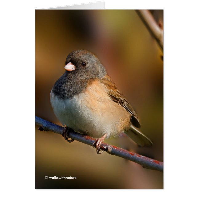 Dark-Eyed Junco on a Limb (Front)