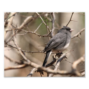 Dark-eyed Junco Photo Print