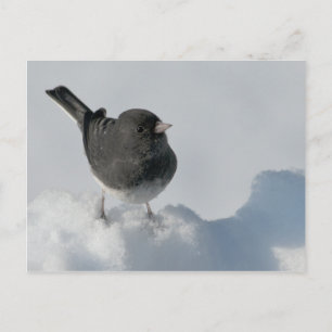 Dark-eyed Junco Postcard