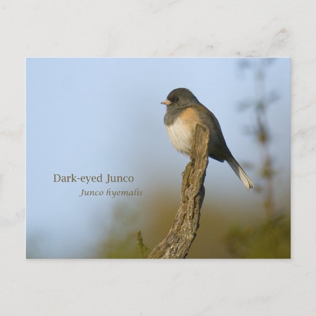 Dark-eyed Junco Postcard (Front)
