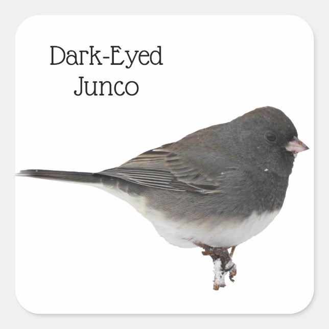 Dark-Eyed Junco Square Sticker (Front)