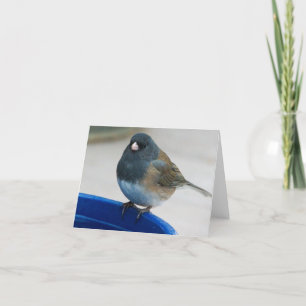 Dark Eyed Junco Thank You Card