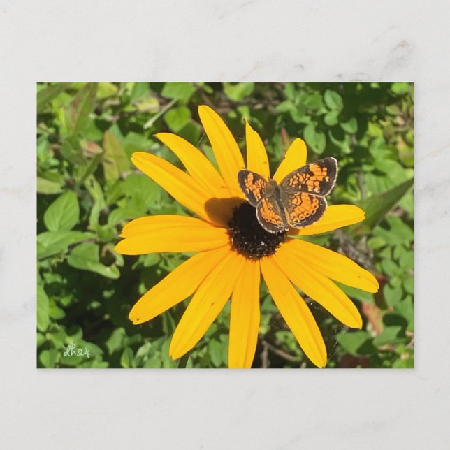 Dark eyed Susan with pearl crescent butterfly Postcard (Front)