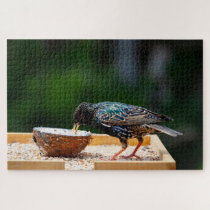 Dark Feathered Bird Eating Coconut Jigsaw Puzzle
