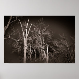 Dark Forest – Haunting Black and White Tree Art Poster