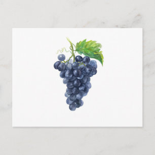Dark Grapes on White – Botanical Watercolor Postcard