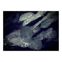 Dark Green Rainy Leaves
