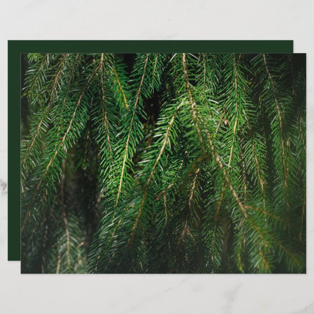 Dark green spruce tree, winter Scrapbook Paper (Front/Back)