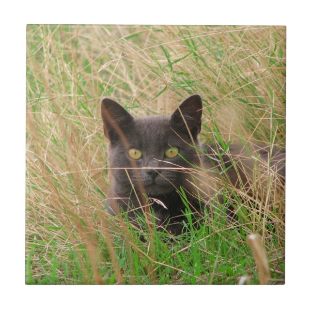 Dark Grey Cat Peeking out from Tall Grass Tile (Front)
