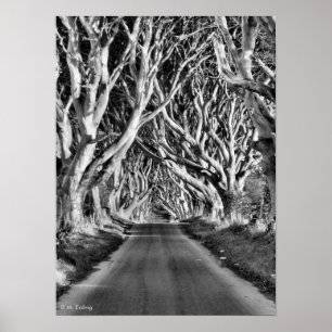Dark Hedges B&W Print