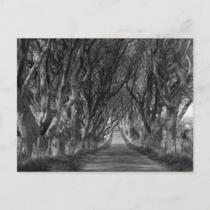 Dark Hedges in Black and White Postcard