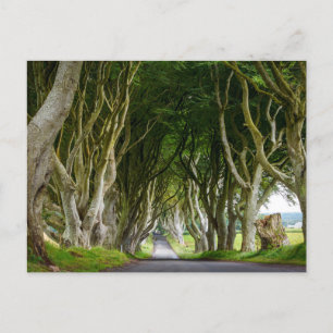 Dark Hedges in Irland Postcard