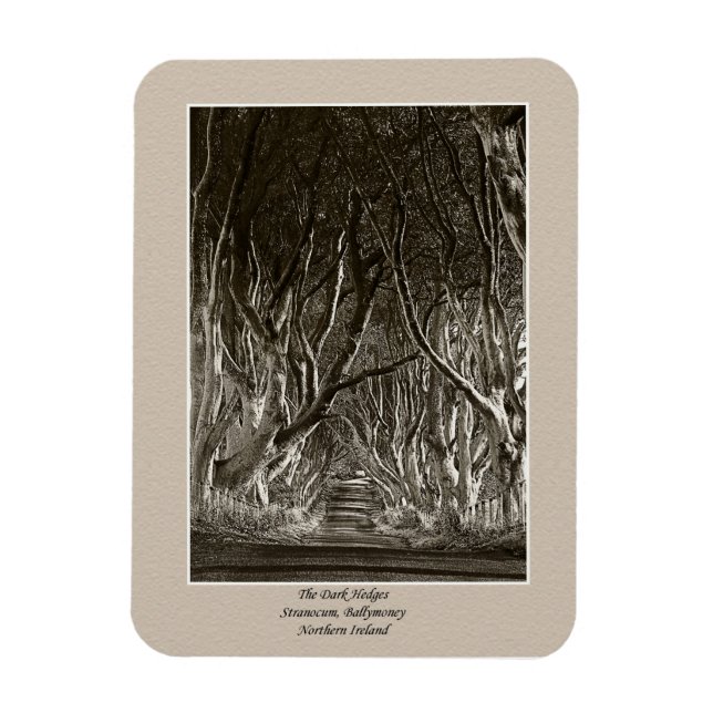 Dark Hedges Magnet (Vertical)