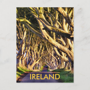 Dark Hedges Postcard
