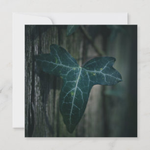 Dark Ivy Leaf Nature Photo Card