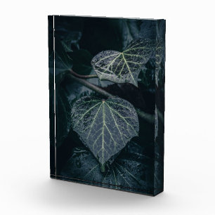 Dark Ivy Nature Photo Block