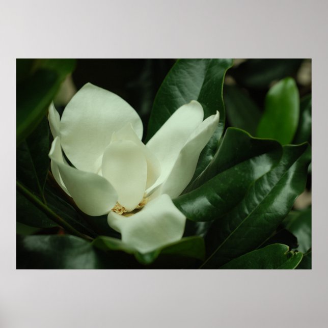 Dark Magnolia Canvas Print (Front)