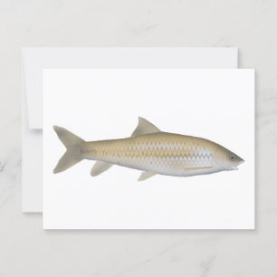 Dark Mahseer Postcard