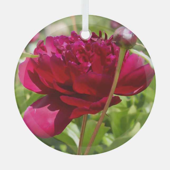 Dark Maroon velvet peonies  Glass Tree Decoration (Front)