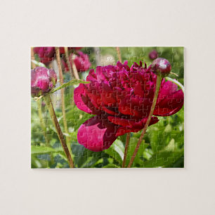 Dark Maroon velvet peonies Jigsaw Puzzle