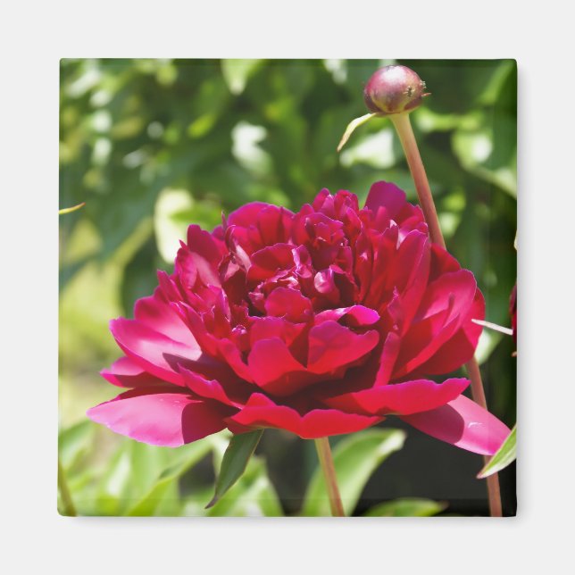 Dark Maroon velvet peonies Magnet (Front)