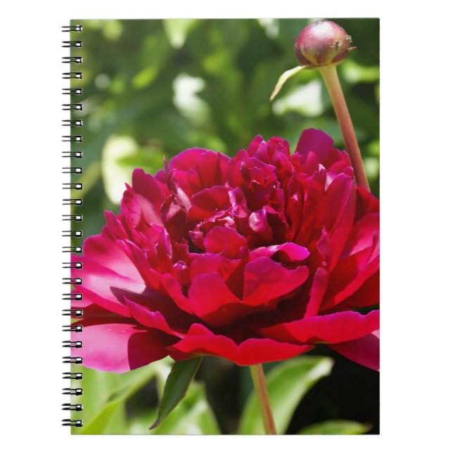 Dark Maroon velvet peonies Notebook (Front)