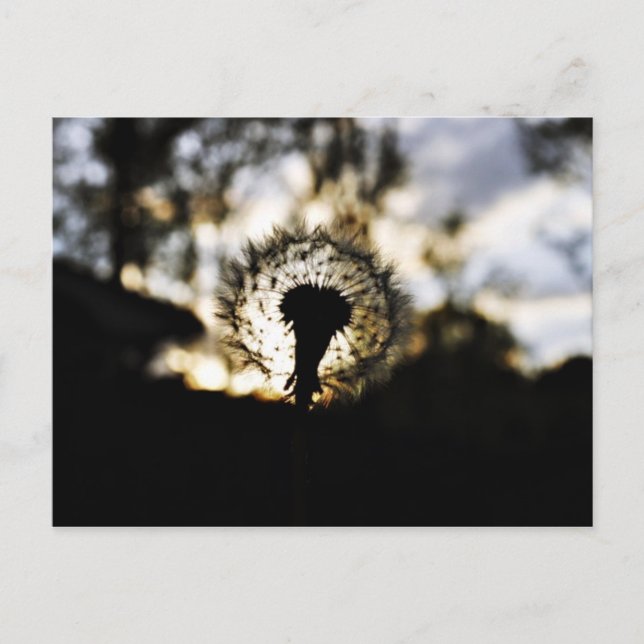 Dark N Dandy Postcard (Front)