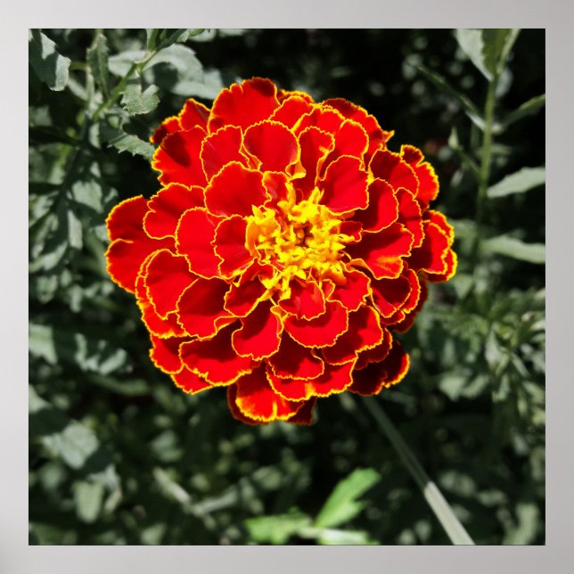 dark orange marigold poster (Front)