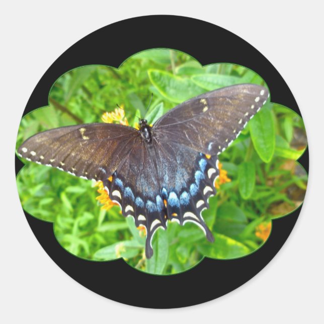 Dark Phase Tiger Swallowtail Butterfly Items Classic Round Sticker (Front)