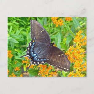 Dark Phase Tiger Swallowtail Butterfly Items Postcard