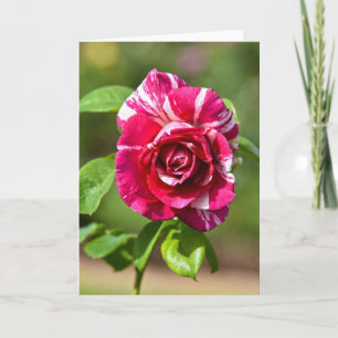 Dark Pink and White Striped Rose Card