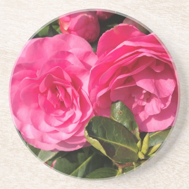 Dark pink Camellia Flowers  Coaster (Front)