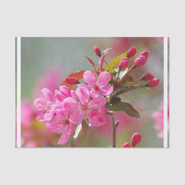 Dark Pink Cherry Blossoms Tissue Paper (Front)