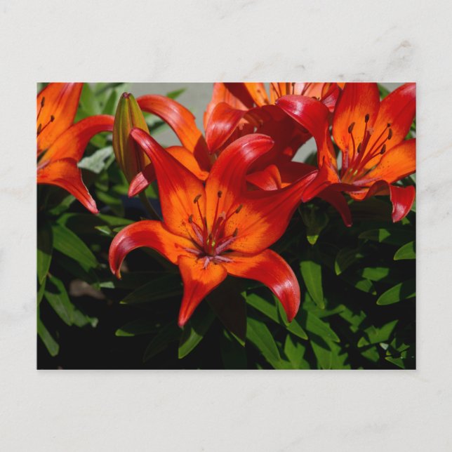 Dark-Pink Orange Lily Postcard (Front)
